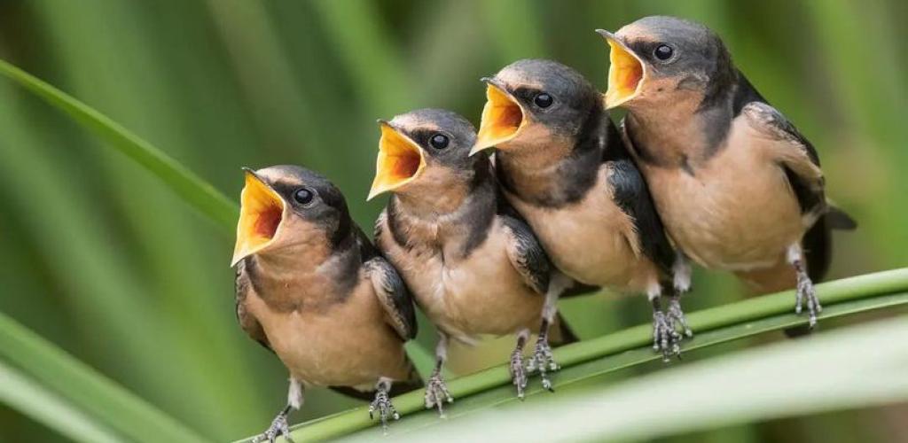 song birds